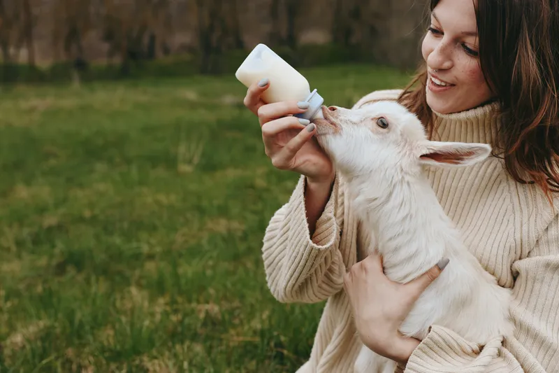 A woman in a warm sweater feeds a goat kid with a bottle in a sunlit countryside, capturing tender animal care and a rural lifestyle amid open fields and calm atmosphere.