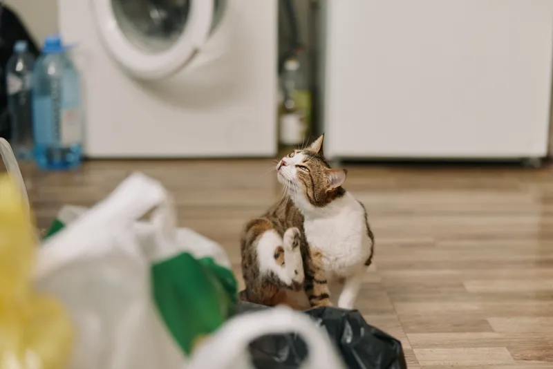 Domestic cat sitting on wooden floor indoors near scattered bags and pillows, looking upward. Soft daylight mood shows everyday pet lifestyle, calm home routine, cozy apartment interior.