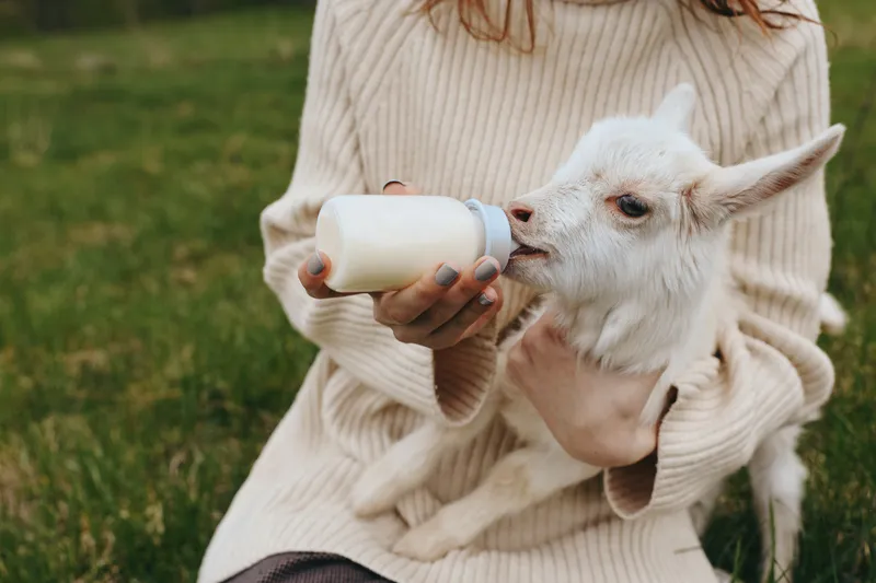 Young woman in a cream sweater feeds a white baby goat with a bottle outdoors on green grass in a natural lifestyle setting during daytime.