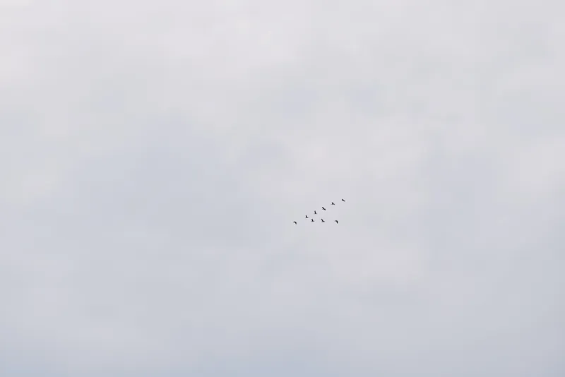Birds in a distant flock glide through a pale blue sky, forming gentle silhouettes as they travel together in calm ascent.