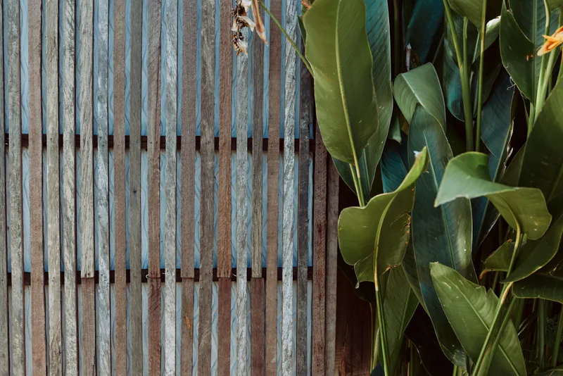 Close shot of a weathered wall with vertical slats on the left and lush green leaves on the right, highlighting contrast between industrial texture and natural foliage.