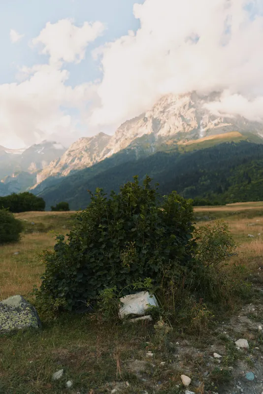 Sunny alpine landscape with rugged mountains, a grassy meadow, a lone bush in the foreground, and a gentle breeze, conveying peaceful solitude and timeless outdoor beauty.