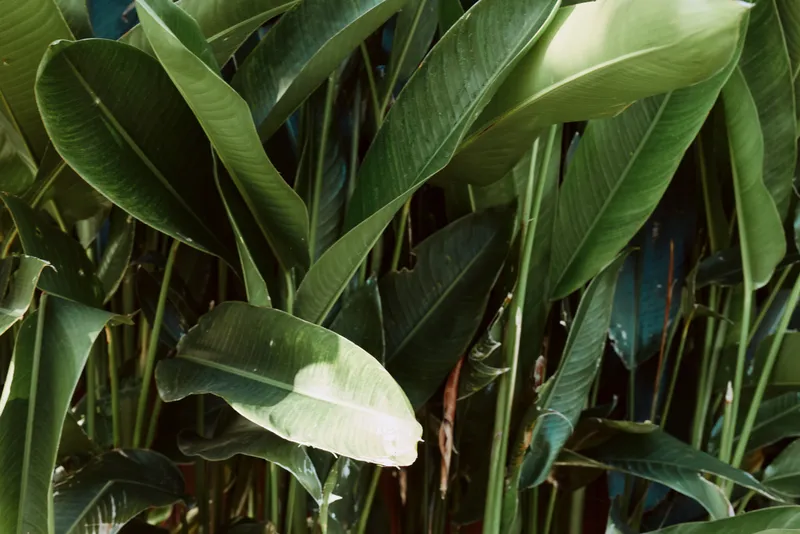 Closeup of lush plant leaves in natural sunlight, showcasing green foliage and tropical outdoor charm with calm, vibrant colors and soft shadows