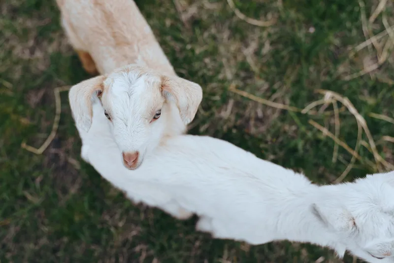 Playful goat kid and pale companion interact in a sunny farmyard, exploring grass and mud, showing curiosity and gentle companionship in a natural lifestyle scene.