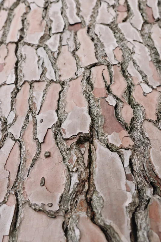 Close-up of textured tree bark with cracked pink plates and rugged surface, showcasing natural patterns, earthy tones and organic appeal.