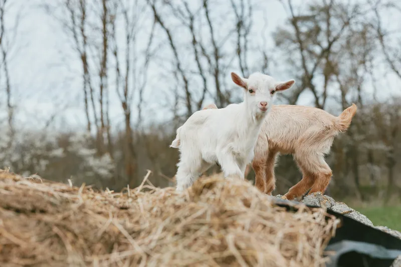 Goat kid duo on a hay pile in a rural outdoor scene, showcasing farm life, friendly wildlife, and simple countryside living. Soft natural light creates a warm, rustic mood.