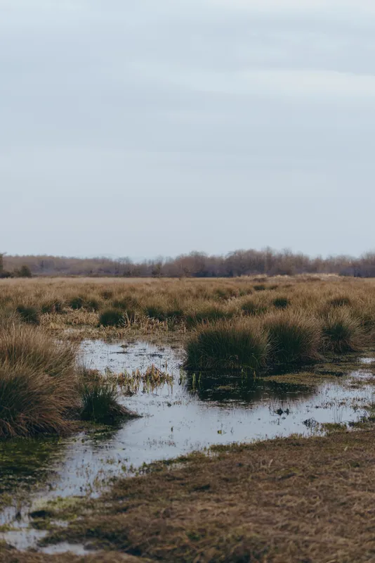 Wetland marsh grass and water in a rural landscape, nature outdoors under cloudy sky, grassy field with reeds and shallow puddles, calm wet swamp atmosphere soft mist and horizon line