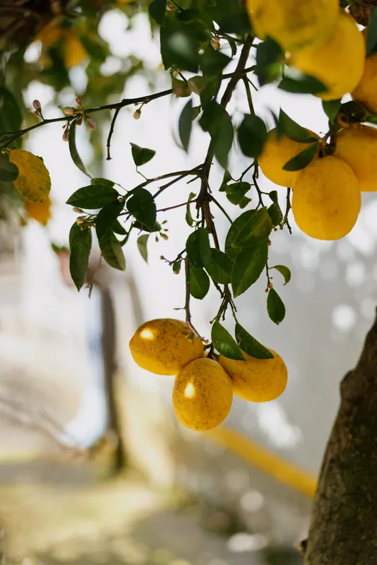 Lemons on a sunlit tree branch, vibrant yellow fruit among green leaves, outdoor garden scene, natural colors, fresh atmosphere, rustic natural vibe, closeup