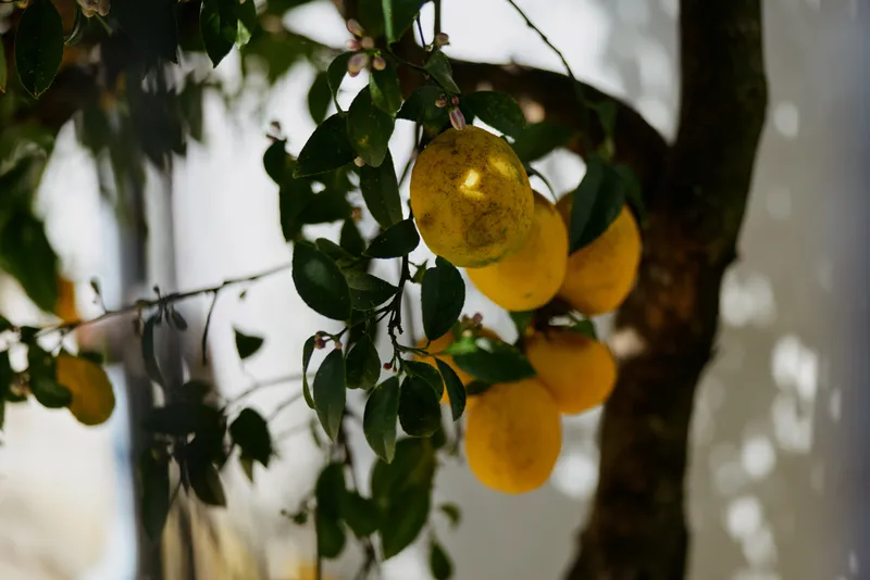 A sunlit lemon tree in a cozy home garden, ripe fruit hanging from branches, green leaves casting soft shadows. Bright, fresh mood for home life and outdoor living, wellness, and cooking.