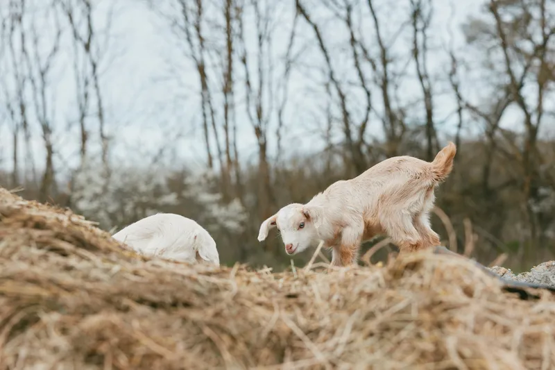 Playful goat kid exploring a grassy hillside, sunlit outdoors, curious expression, gentle breeze, rustic natural setting, forest backdrop, wholesome country lifestyle moment.