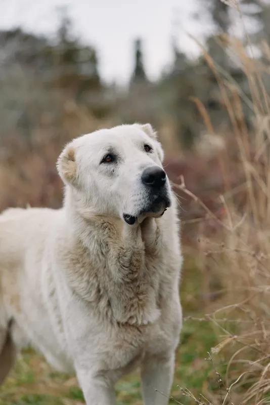 White dog standing in tall grass outdoors with an attentive expression, calm nature scene, loyal canine companion in a serene field, portrait of a gentle animal