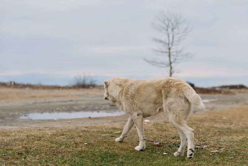 Wolf walking across a cold, open landscape with sparse grass and a bare tree in the distance, conveying solitude and wilderness in a natural outdoor setting.