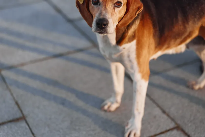Brown and white dog stands on a concrete sidewalk, looking toward the camera with an attentive, curious expression in natural daylight, the scene feels casual and warm with soft shadows.