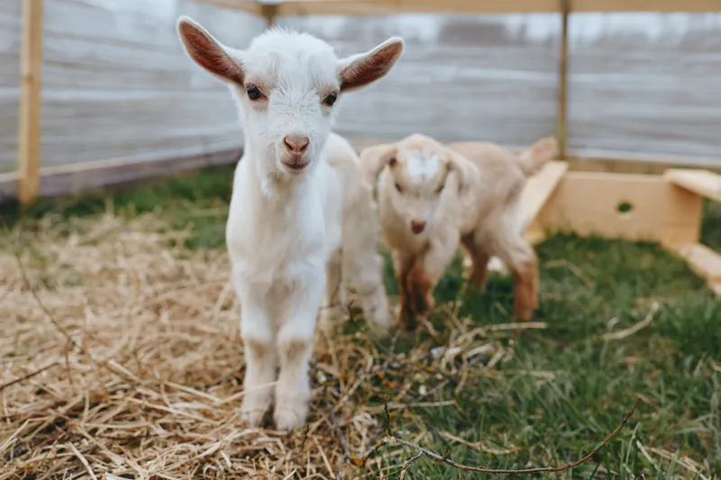 Goat kid duo outdoors in a straw covered pen, curious faces toward camera, rustic farm setting, soft natural light, relaxed mood, gentle movement, authentic countryside vibe