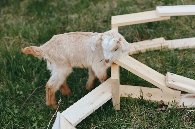 Goat kid explores a wooden fence in a grassy pasture, an animal on a farm setting showing outdoors life, nature and rustic charm in a rural field, calm curious mood