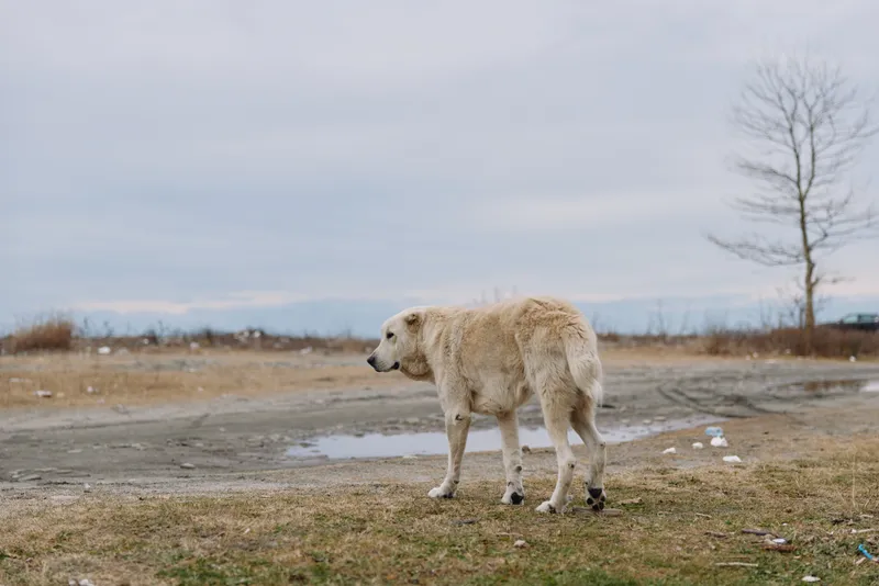 Dog standing alone in a barren landscape under a cloudy sky, mud patches and puddles around, conveying solitude and desolation in a cold outdoor scene with distant horizon and sparse vegetation.