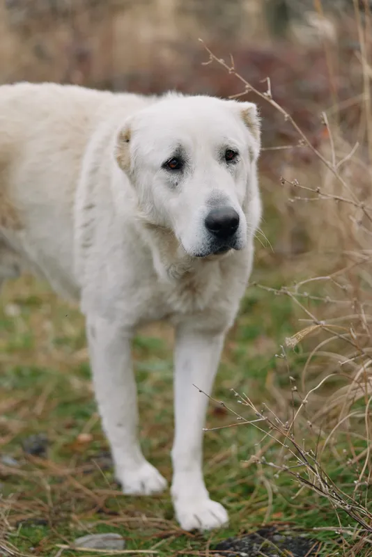 White dog standing in a grassy field with leaf litter, calm expression, natural light and an intimate outdoor portrait of a gentle animal