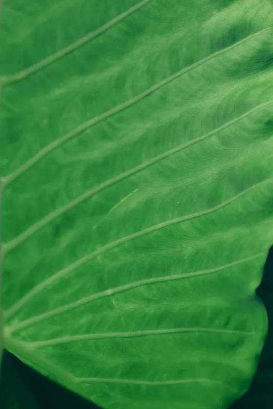Close-up of a large green leaf showing detailed veins and texture. Natural pattern and vibrant color emphasize the beauty of plant life in a calm environment.
