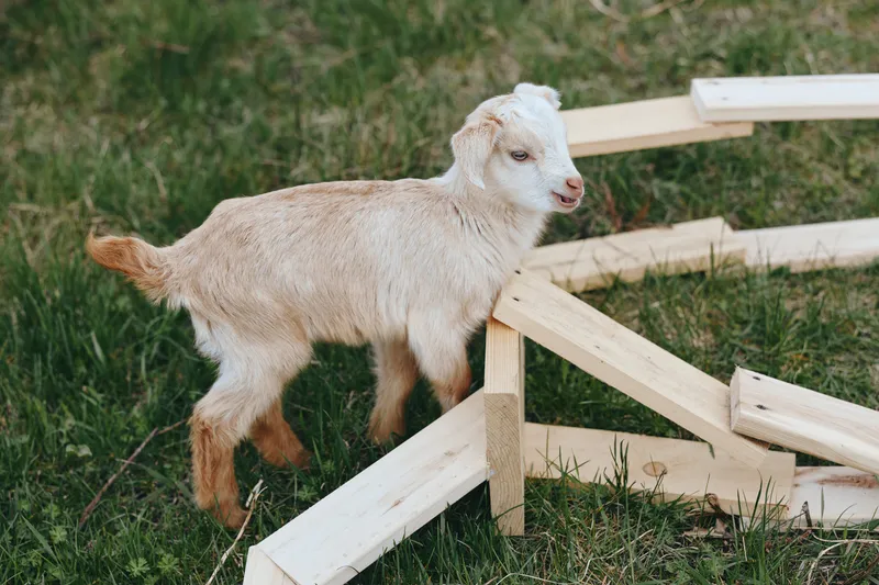 Curious goat kid exploring a grassy yard beside scattered wooden fence pieces, capturing a simple outdoor lifestyle moment with rural calm, natural light and farm charm