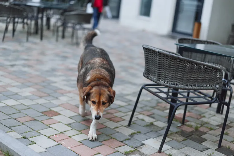 Brown and white dog walking on a paved outdoor patio near empty wicker chairs. Urban setting with casual atmosphere and natural daylight.