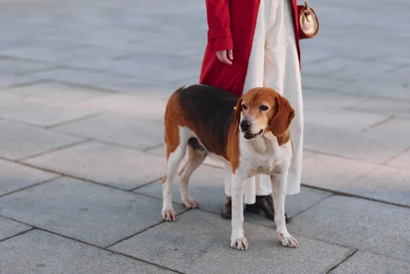A beagle dog stands on a paved sidewalk next to a person wearing a red coat and white pants, looking attentively at something off camera.