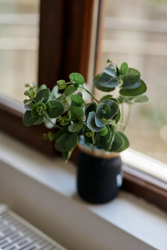 Indoor plant on a windowsill with lush leaves, soft daylight, simple home decor, calm natural tones, closeup of green foliage, serene domestic ambiance