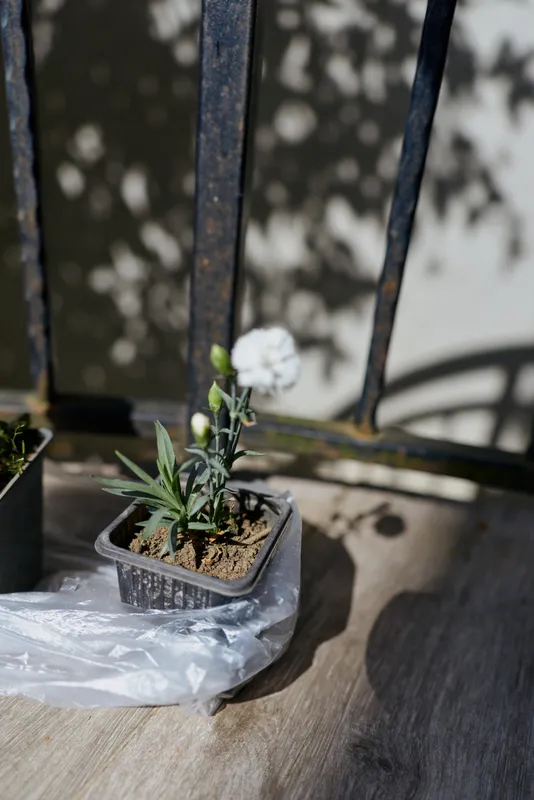 A small potted plant with a white bloom sits on a sunlit balcony ledge, a weathered railing casting shadows across a wooden deck.