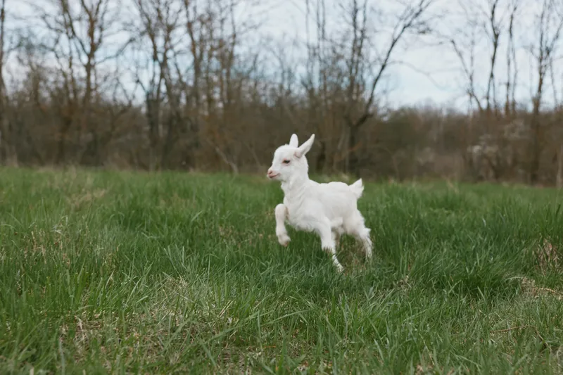 A white goat kid runs across a meadow in a sunny field, capturing playful animal energy in a rural farm scene with grass, nature, and outdoor lifestyle.