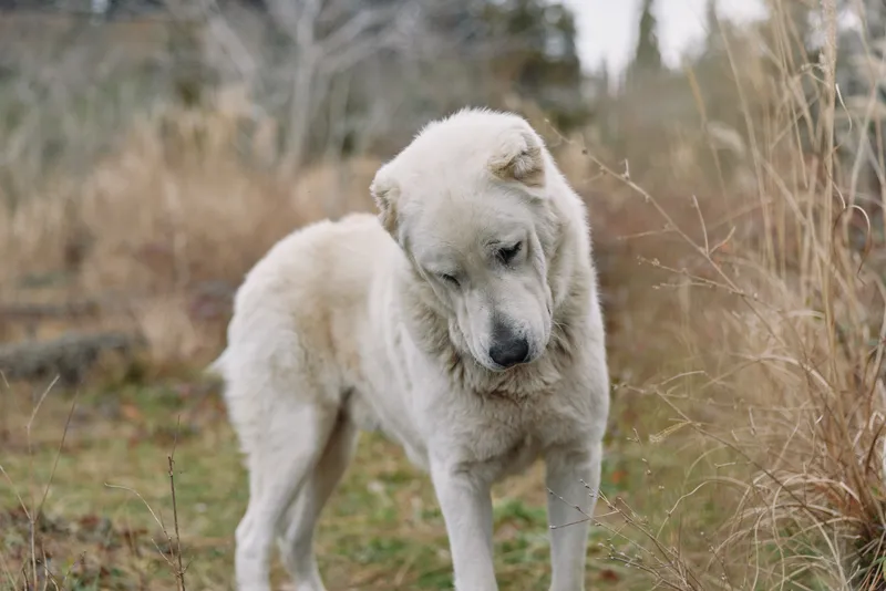 White dog standing in a grassy field, calm and curious, surrounded by tall grasses in a natural outdoor setting, illustrating peaceful countryside.