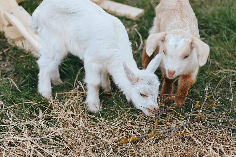 Two young baby goats graze on dry grass in a natural outdoor farm setting during a calm day, showing their curious behavior and soft fur texture in a lifestyle scene.