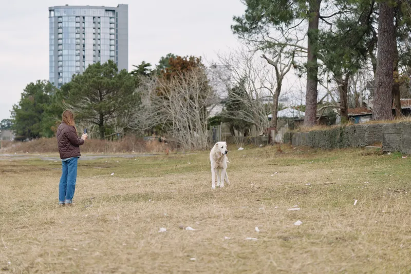 Person in casual clothes with a dog in an open park, daytime scene, city skyline in the distance, a calm outdoor moment today.