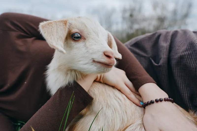 Young woman gently holds a baby goat in her arms while sitting outdoors, enjoying a peaceful and natural lifestyle moment with soft light and casual clothing.