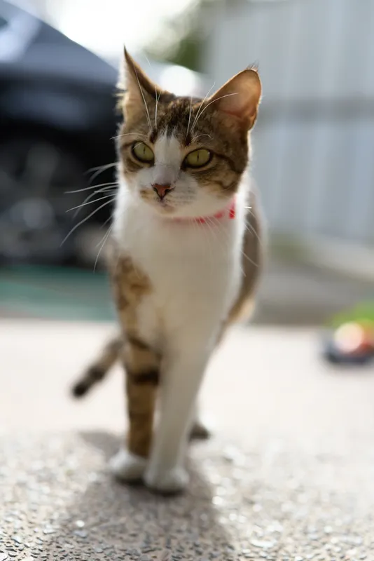 A domestic cat with white and brown fur walks confidently on a sunlit pavement wearing a red collar in an outdoor urban setting.