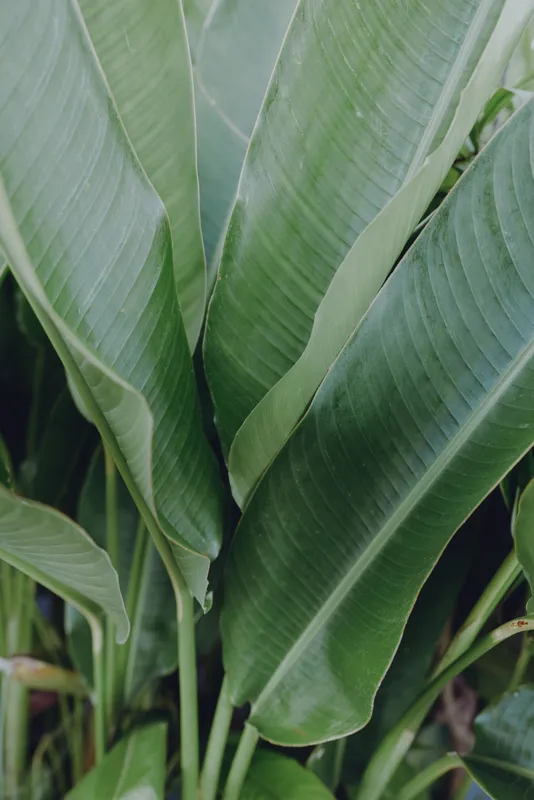 A close up of lush green banana leaves, glossy and layered, in bright natural light. A lifestyle, decorative shot highlighting fresh greenery, calm atmosphere, and natural home decor.