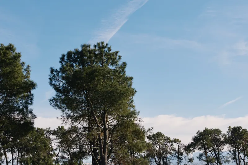 Trees, forest, nature, sky frame an open landscape with green foliage and tall branches, offering calm outdoors and natural scenery for stock imagery