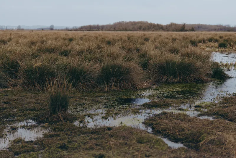 Landscape nature countryside field grass wetland with small puddles, rural outdoors in cloudy winter daylight, distant trees on calm horizon, natural eco habitat, outdoor lifestyle