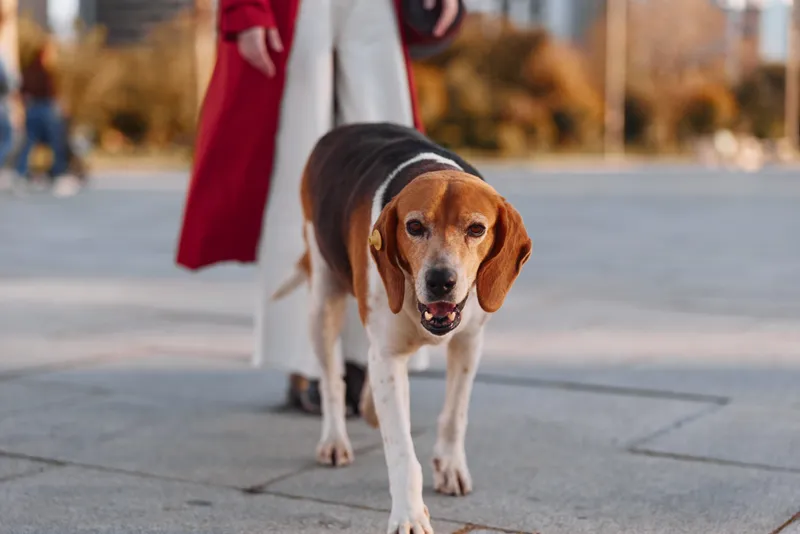 A brown and white beagle dog walks confidently on a city sidewalk with a person wearing a red coat in the background during a sunny day.