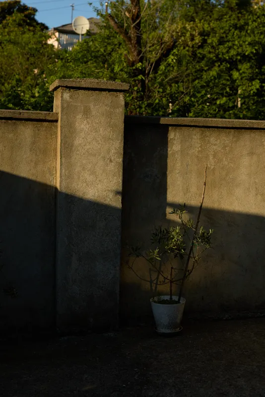 A solitary outdoor scene shows a potted plant beside a weathered wall, with soft afternoon light casting long shadows. Concept for minimalism, solitude, and everyday outdoor life