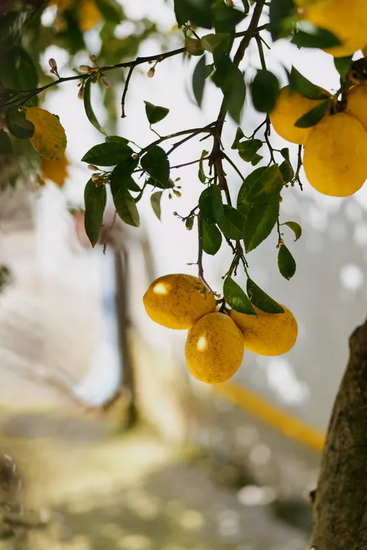 A branch of ripe yellow lemons hangs from a tree, sunlight filtering through green leaves in a calm still life of harvest freshness.