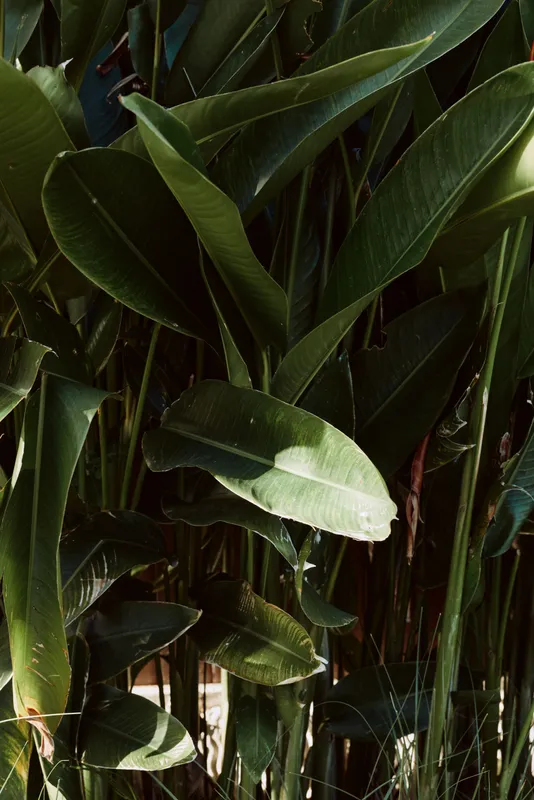 Close up of lush tropical green leaves bathed in soft sunlight, creating a serene natural scene with rich texture and calm mood.