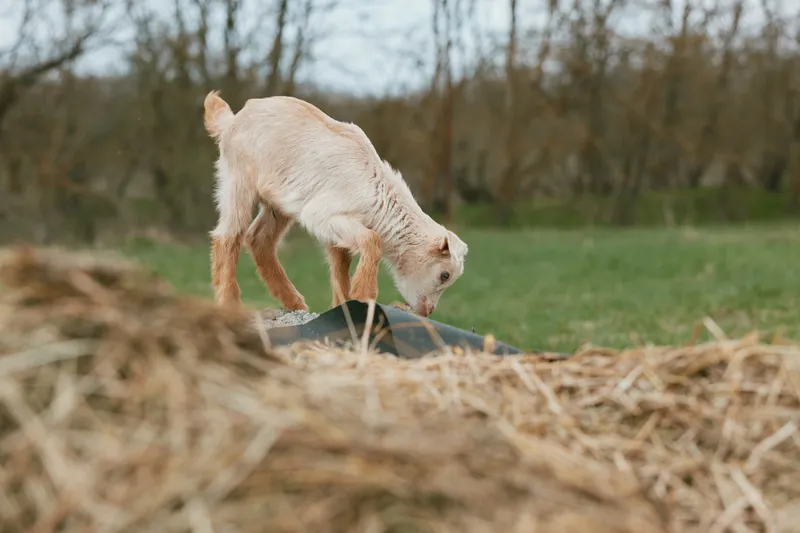 A young goat stands on a haystack in a grassy field exploring its surroundings on a cloudy day, capturing a natural lifestyle moment in a rural setting.