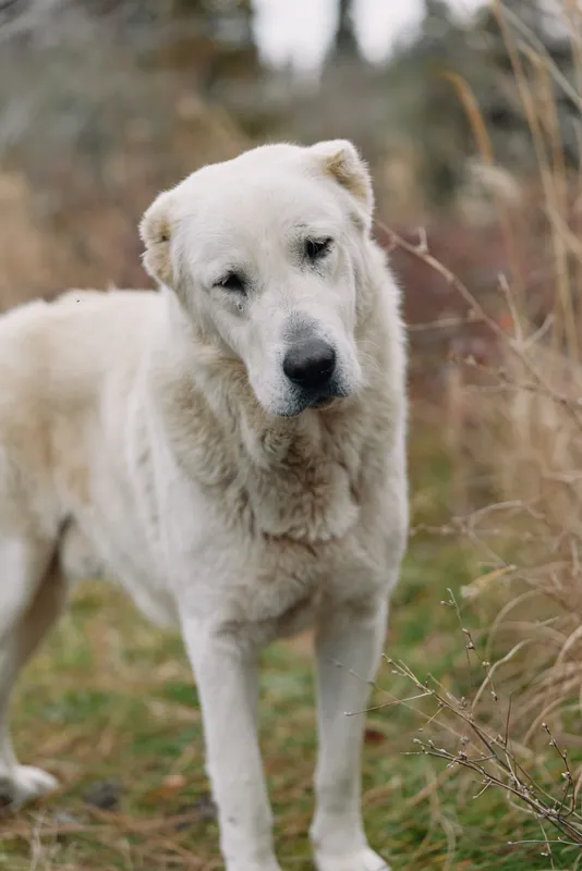 White dog standing in a grassy field with a calm expression, natural outdoor setting for pet photography and lifestyle stock imagery.