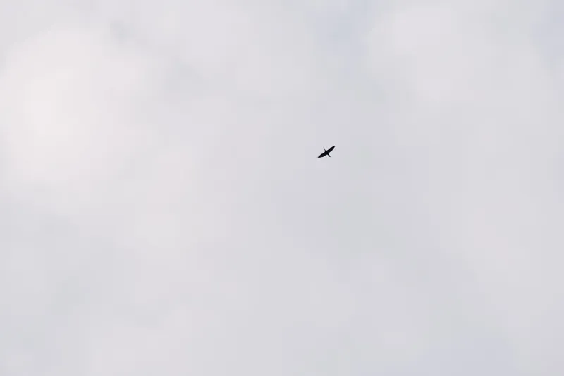 Bird in open sky with soft clouds, solo silhouette in flight creates a minimalist, tranquil scene suitable for nature, travel and serenity themes