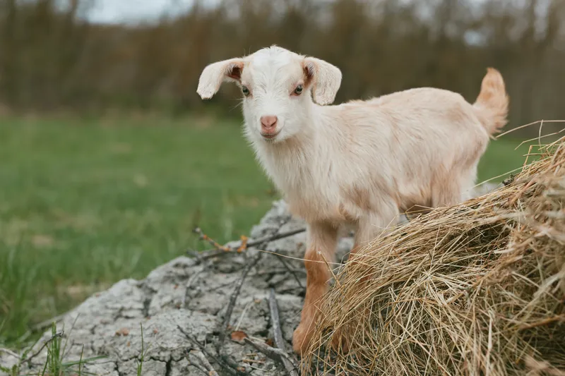Goat kid stands on hay beside a stone wall in a rural field, looking at the camera with curious expression, natural outdoor setting, soft light, calm farm atmosphere and gentle breeze.
