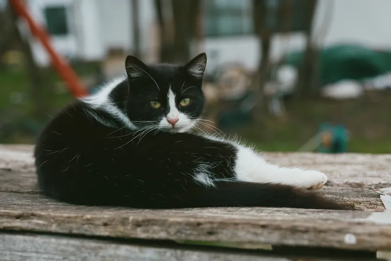 A black and white cat lounges on a weathered wooden surface in a backyard, sunlit and serene, showcasing calm relaxation and outdoor comfort in a simple, domestic moment.
