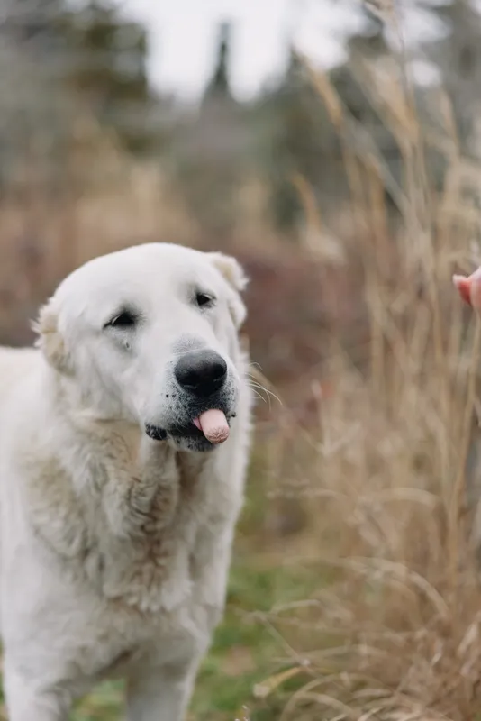 White dog in an outdoor field with tall grasses, tongue out and calm expression, natural light portrait suitable for pet, nature and lifestyle photography projects.