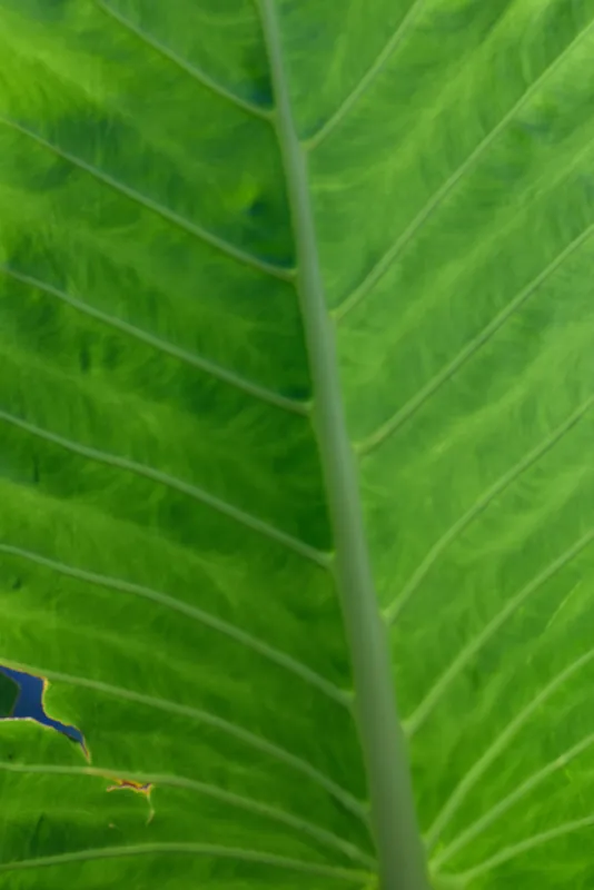 Closeup of a vivid green leaf with visible veins, capturing natural texture and fresh detail in bright light.