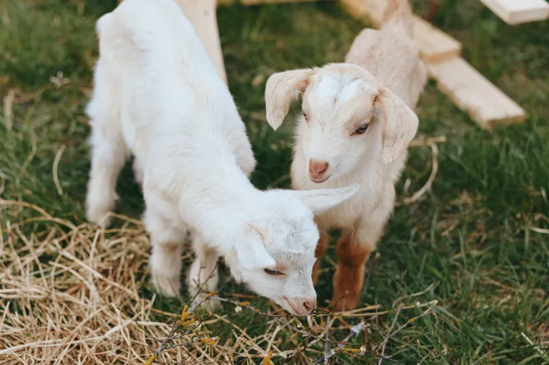 Two young baby goats explore dry grass on a farm in a natural outdoor setting during a sunny day with soft lighting and a relaxed atmosphere.