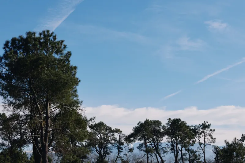 Nature scene featuring tall trees against a clear blue sky with scattered clouds, capturing a tranquil outdoor landscape, treetop silhouettes and fresh air in a sunlit forest view