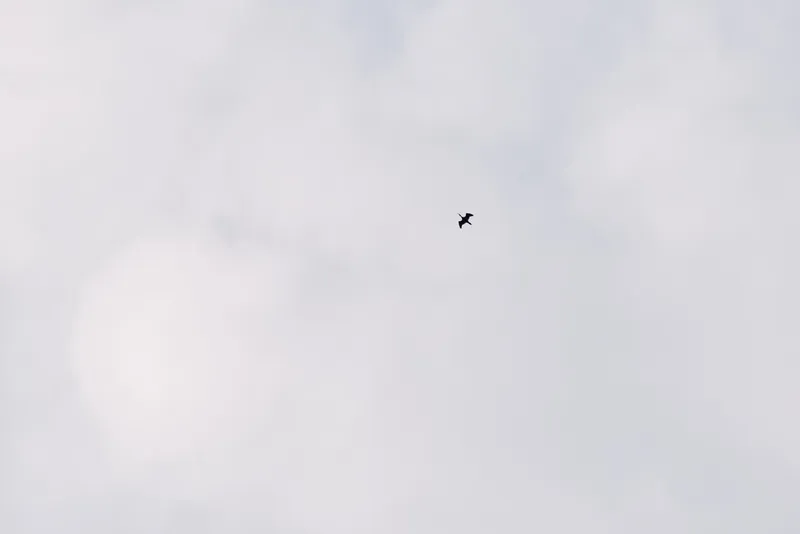 Bird soaring in a vast sky with soft clouds, a solitary silhouette emphasizing minimal nature and calm flight for themes of freedom, openness and focus in creative projects.
